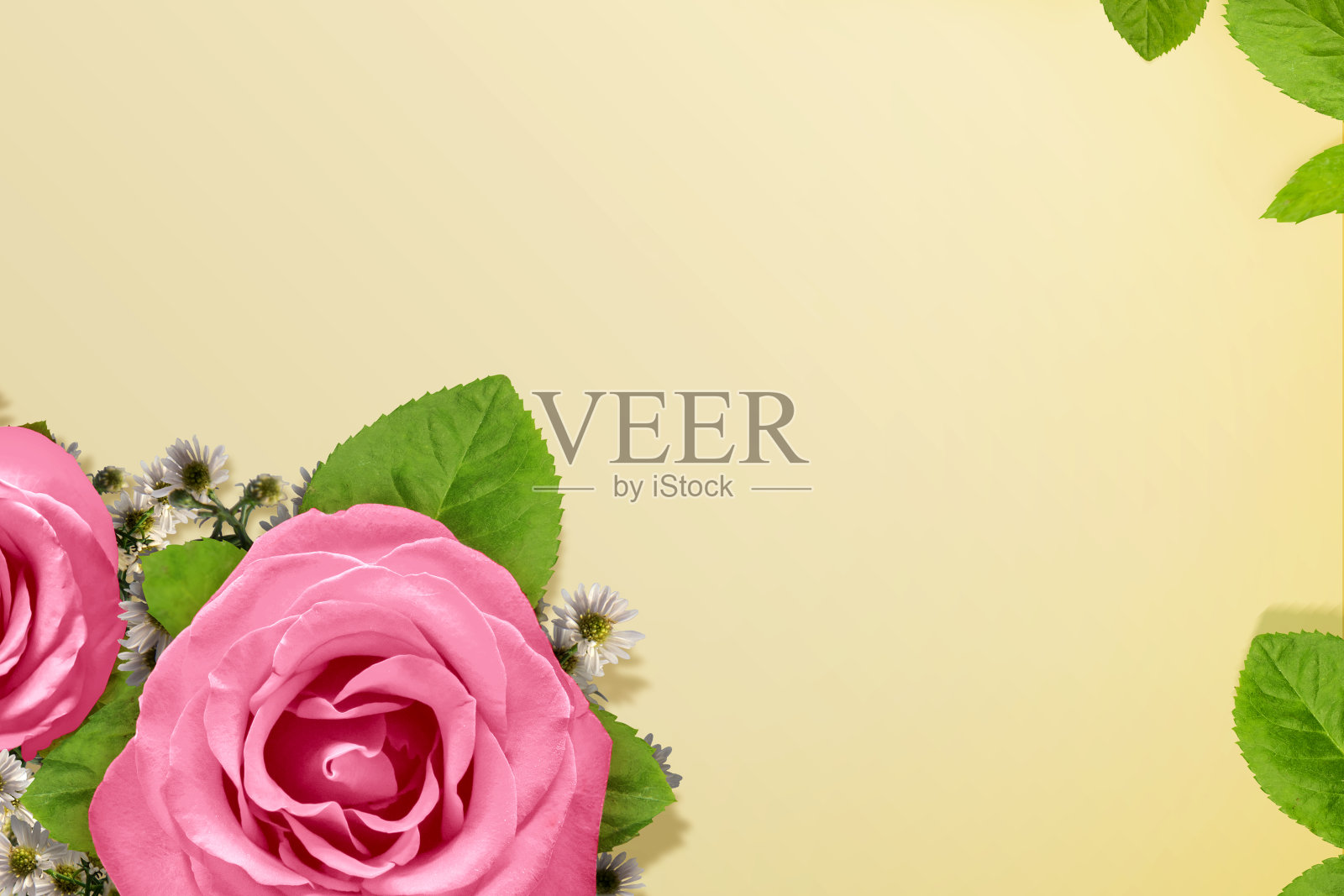 鲜艳的玫瑰照片摄影图片