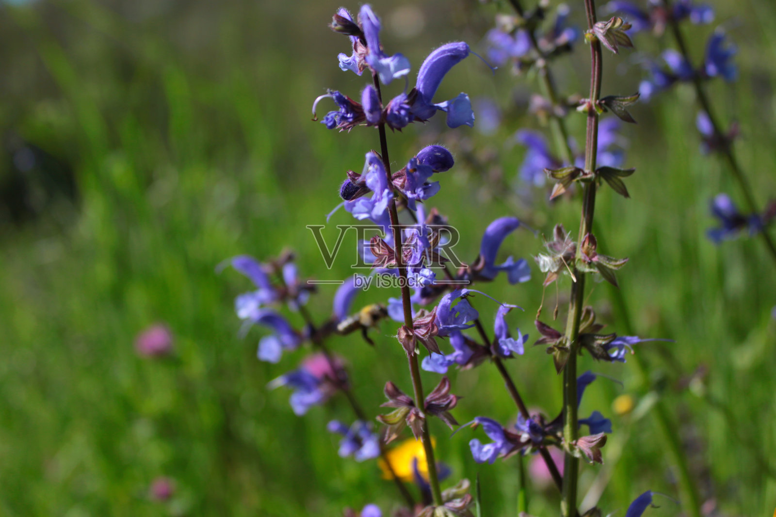 菲奥里·拉万达照片摄影图片