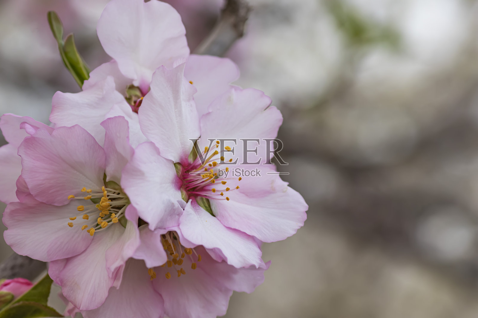 粉色杏树开花树枝特写照片摄影图片