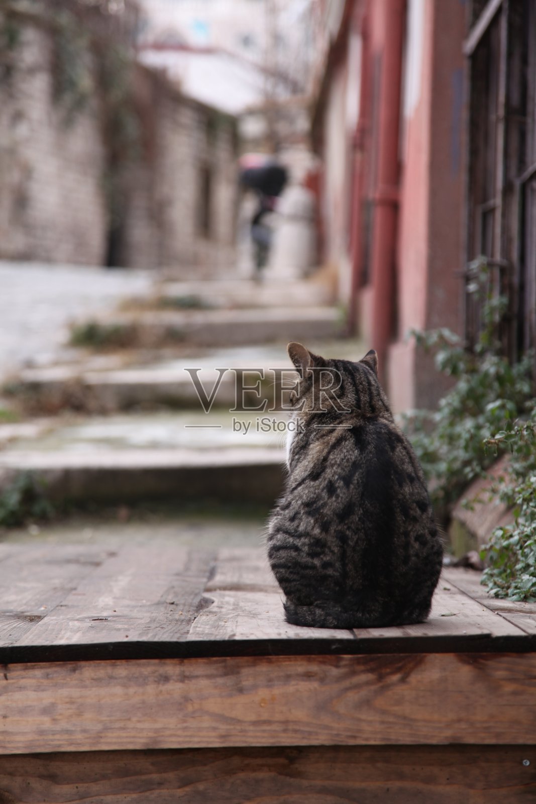 只流浪猫照片摄影图片