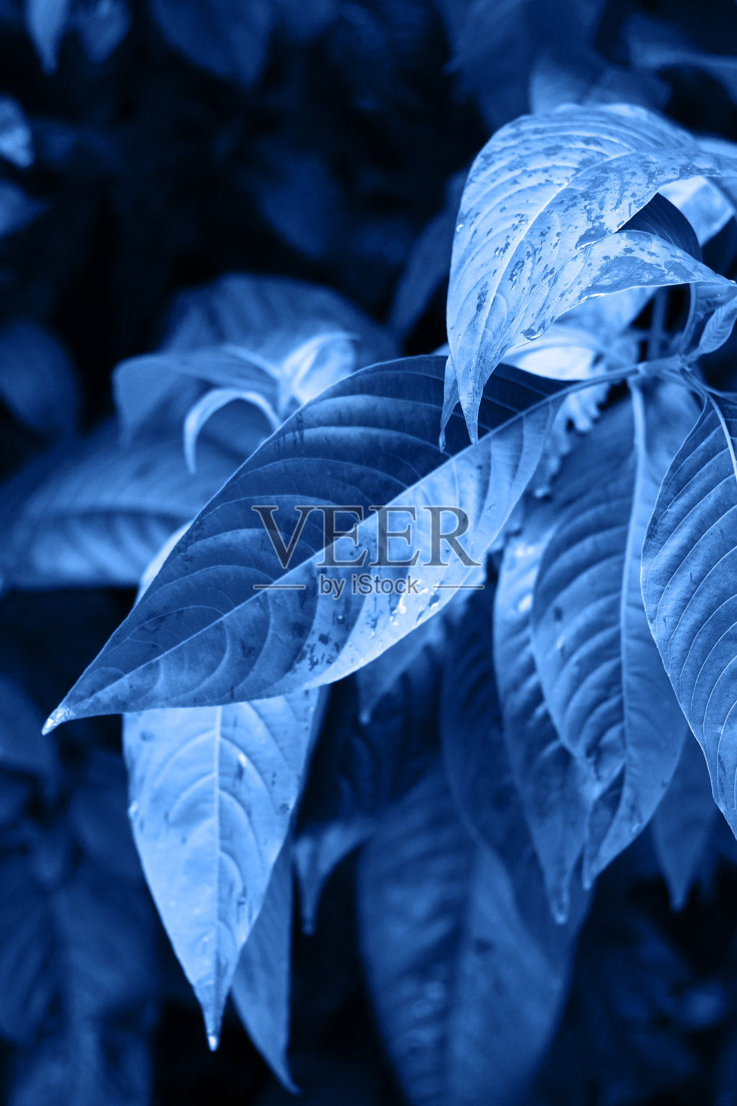 热带树叶的色调与经典的蓝色照片摄影图片