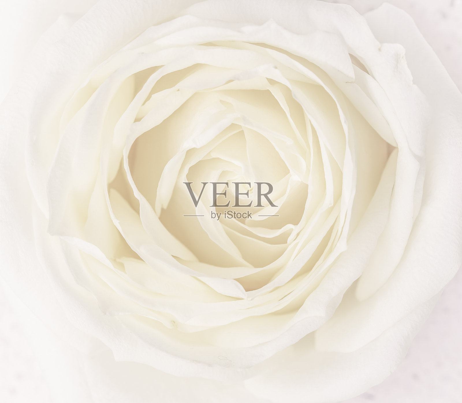 柔和的焦点，抽象的花背景，白玫瑰花。宏图花卉背景假日品牌设计照片摄影图片