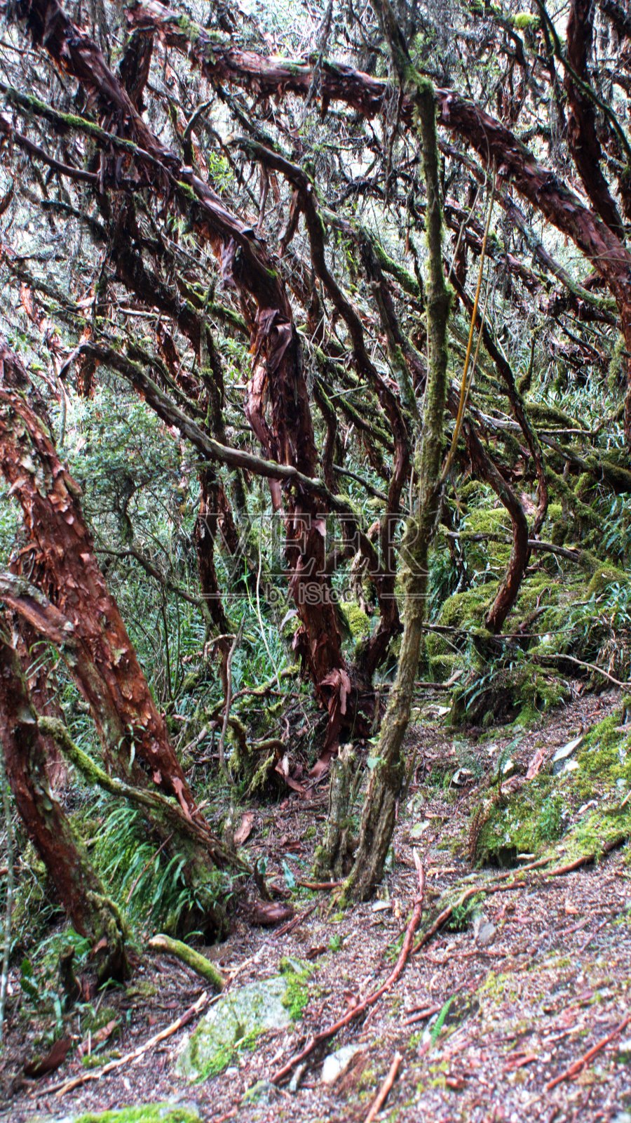 纸树森林照片摄影图片