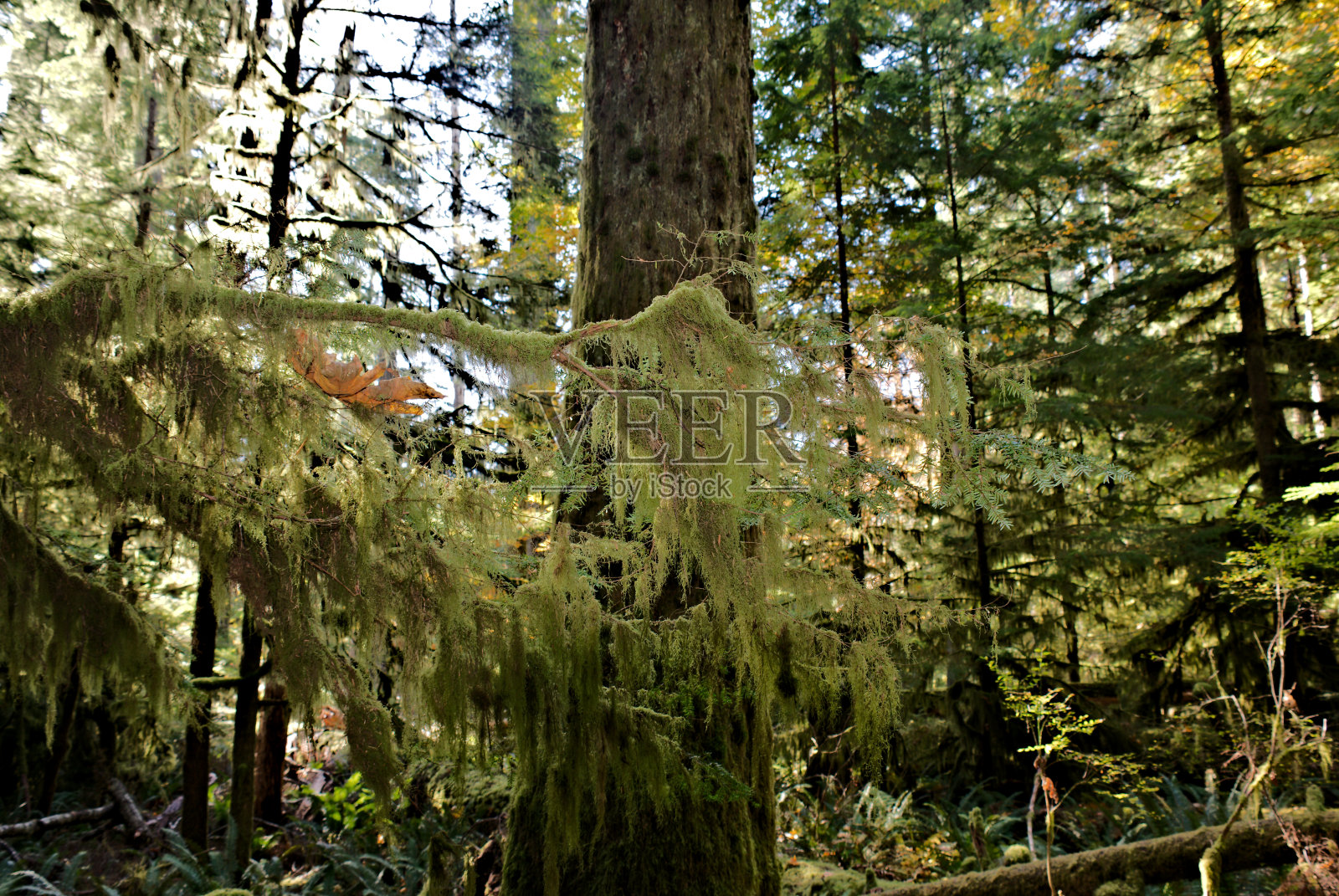 温带气候中的苔藓覆盖的树枝照片摄影图片