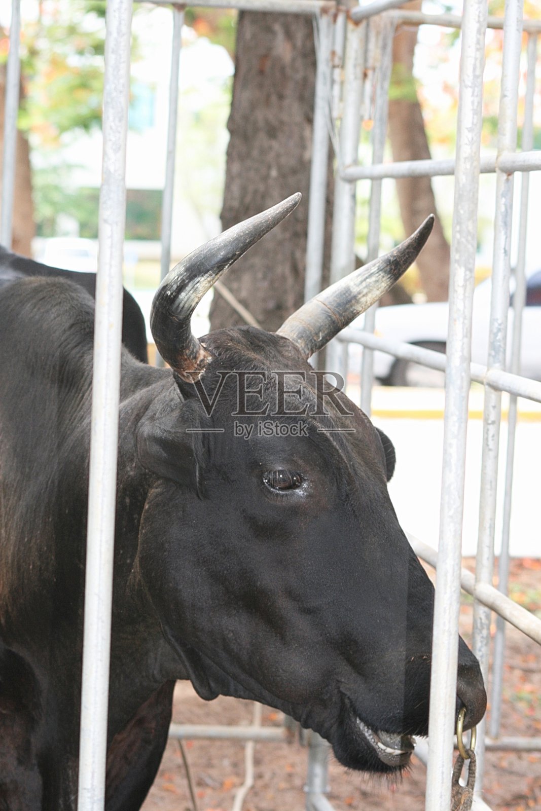在一个农业展览的笼子里的一头黑牛的头的特写照片摄影图片