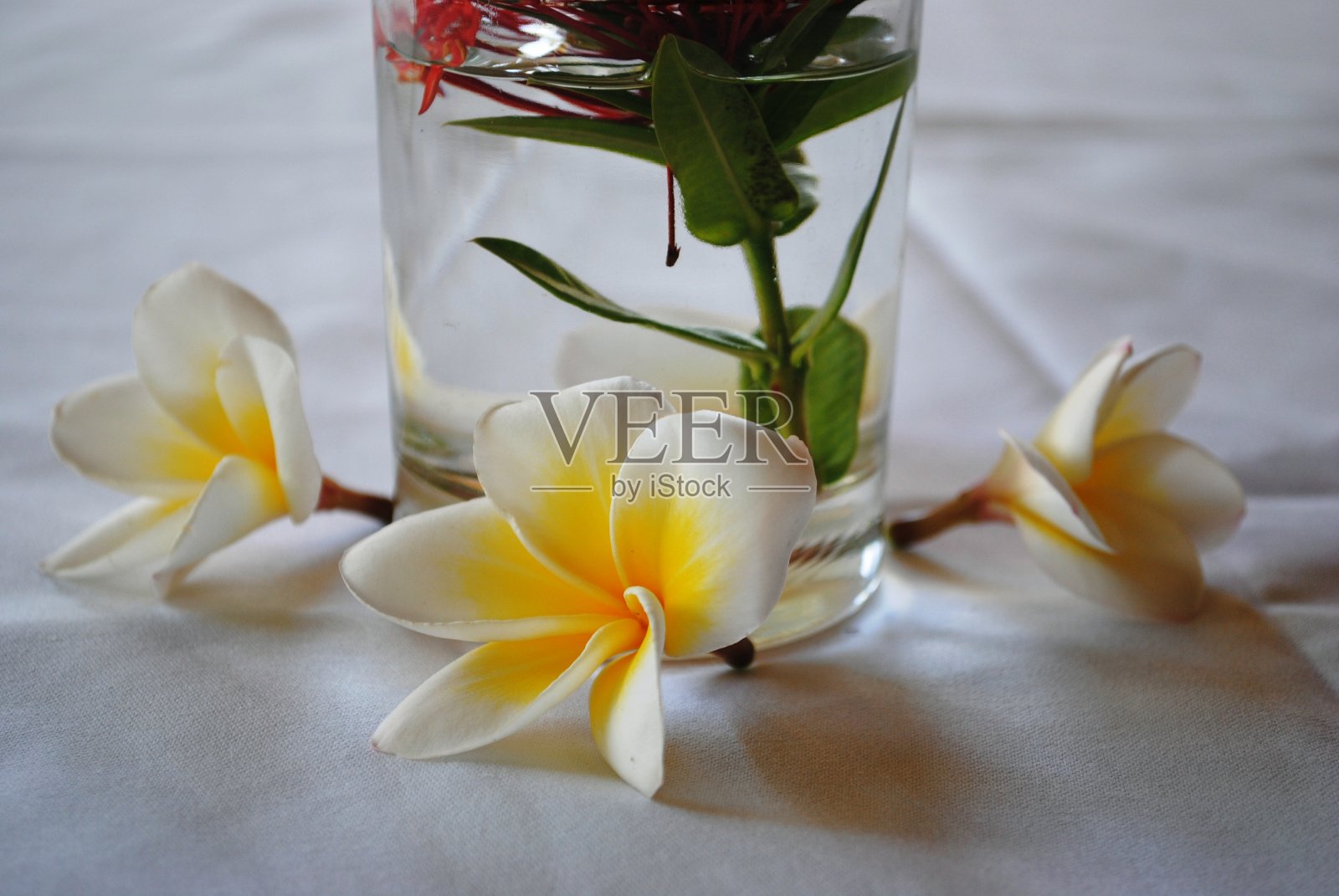 桌上有新鲜的白色鸡蛋花或鸡蛋花照片摄影图片