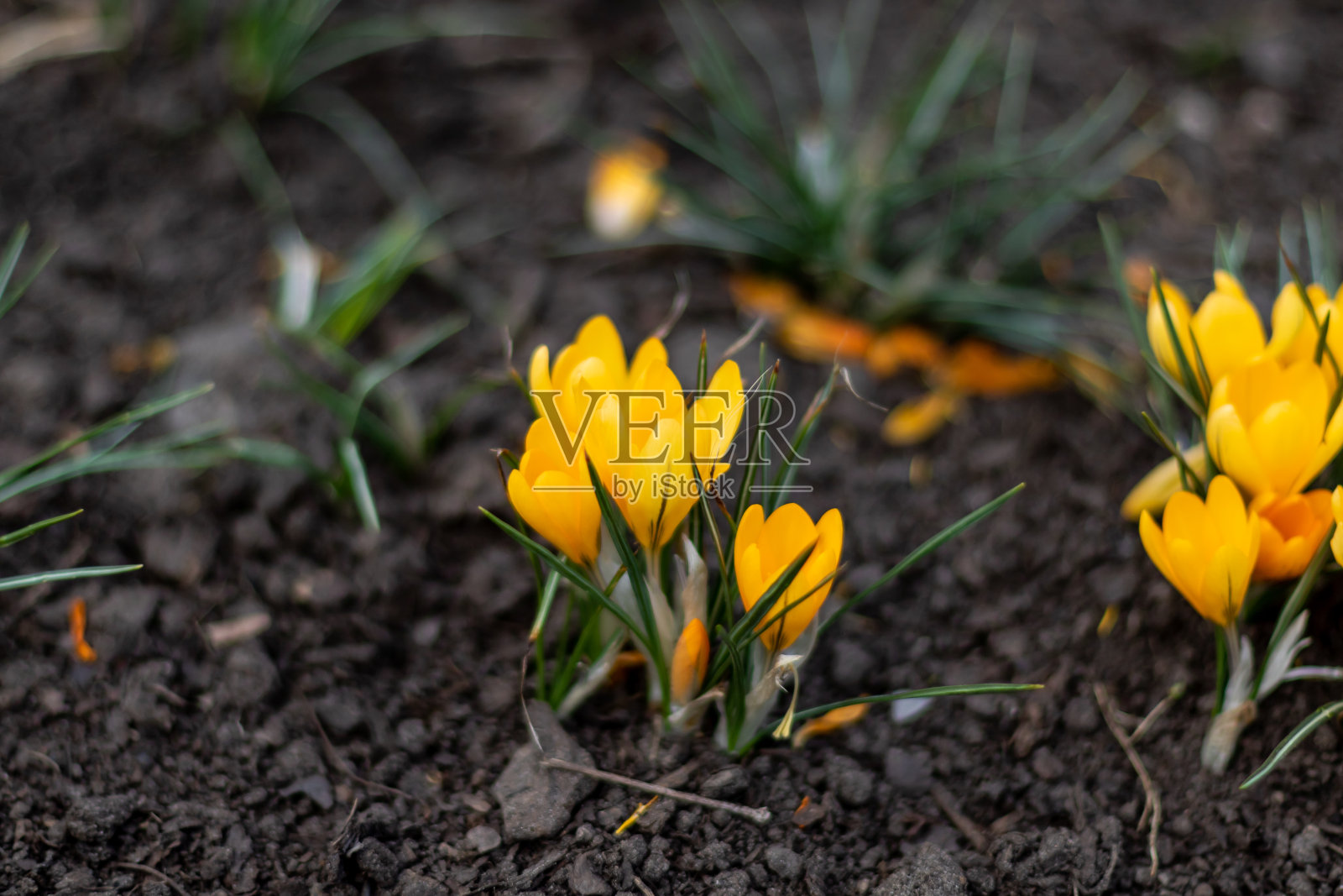 在花坛里的一株黄色番红花的背景上，冒出了一缕嫩绿的嫩芽照片摄影图片