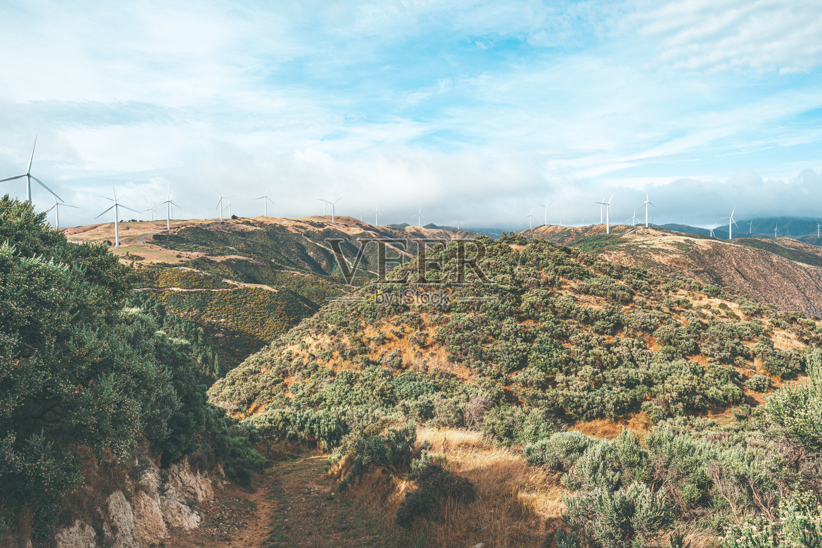 惠灵顿乡村的自然景观-马卡拉照片摄影图片