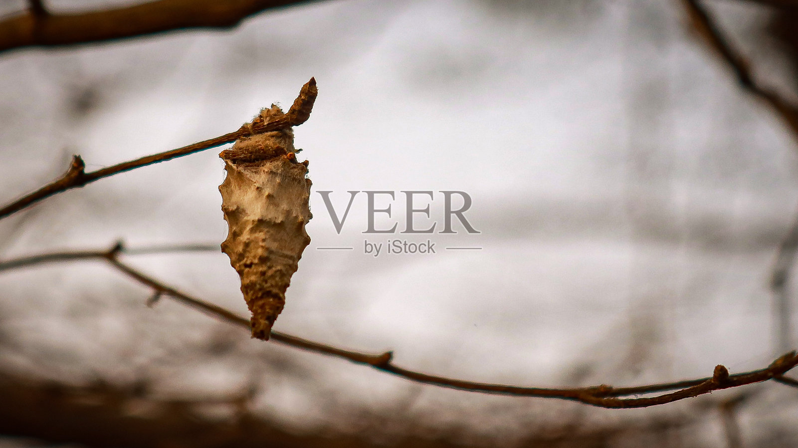 蜡茧照片摄影图片