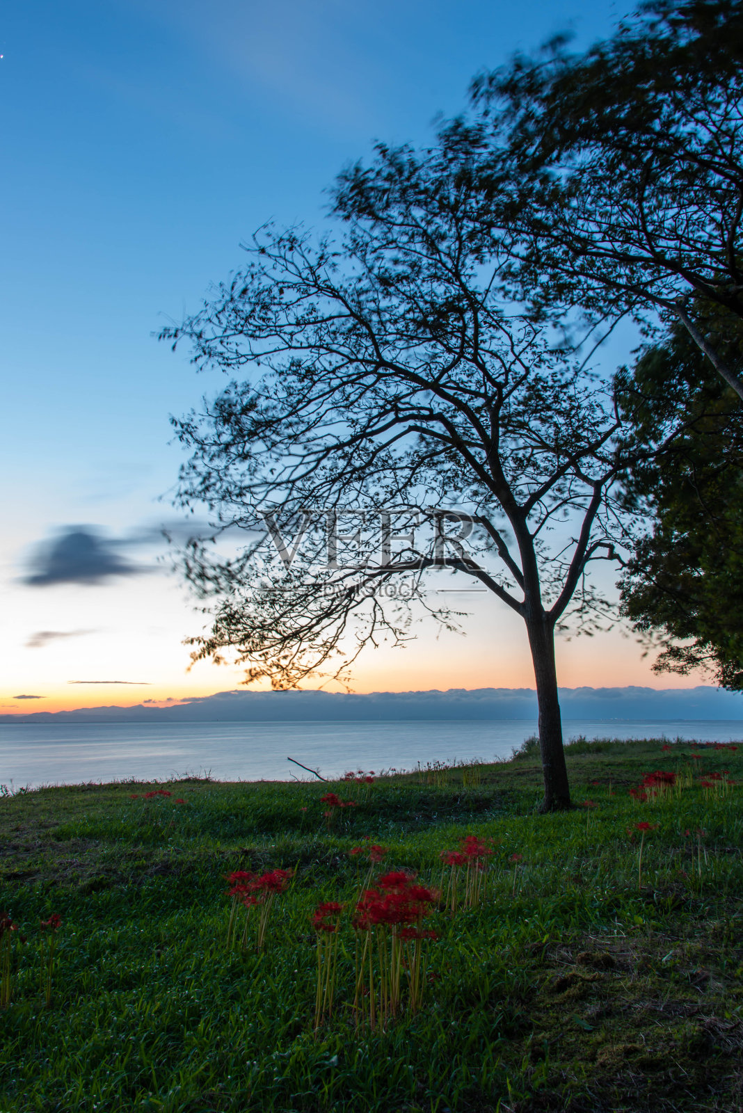 一簇簇的孤挺花盛开在黎明的天空和琵琶湖的岸边照片摄影图片