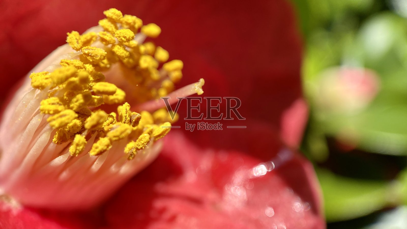 茶花紧拍照片摄影图片