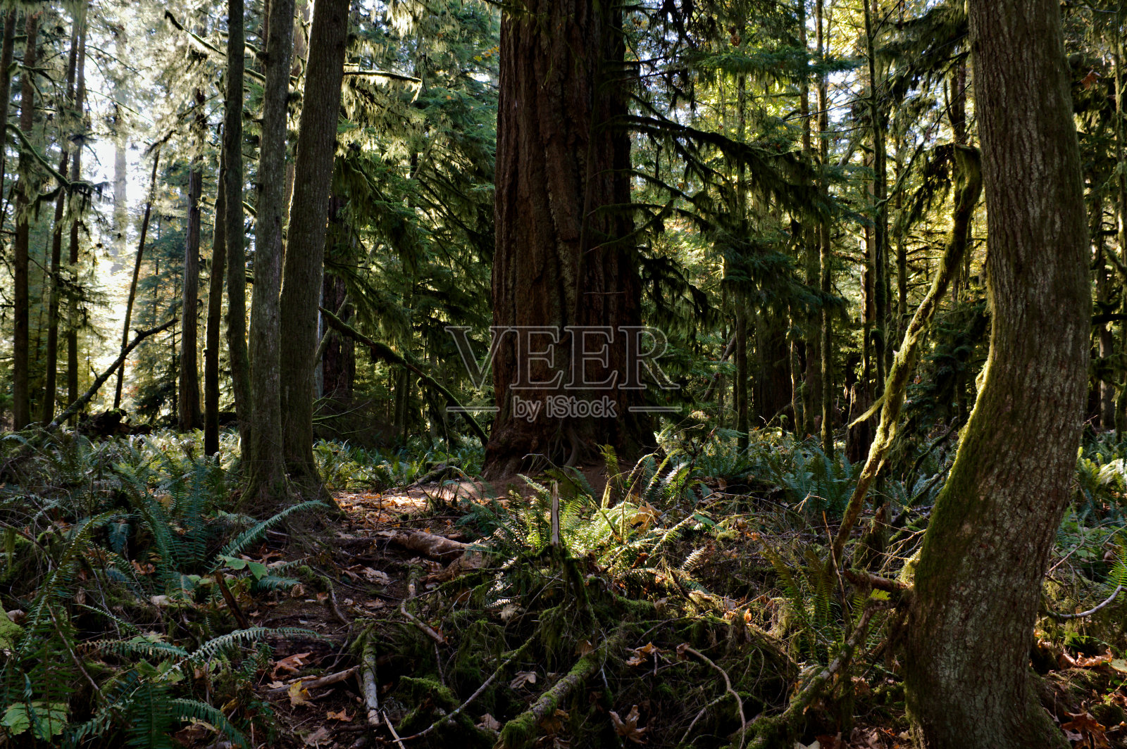 展示生物多样性的古老生长林照片摄影图片