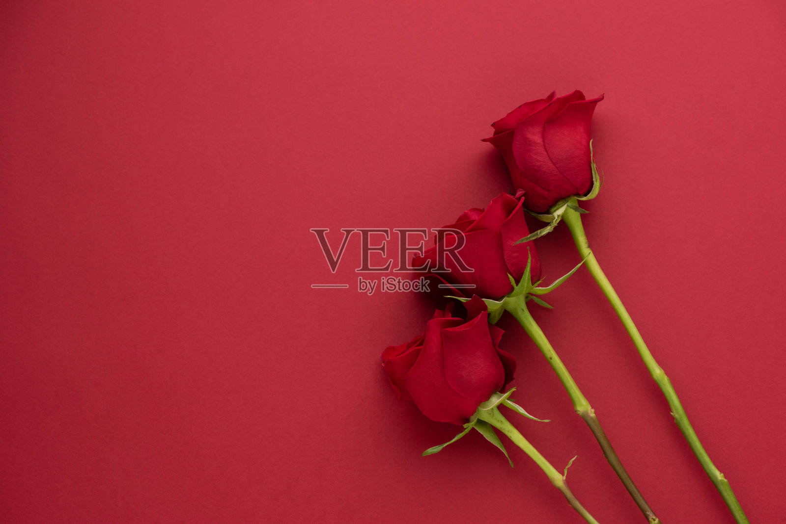 影棚拍摄的红玫瑰照片摄影图片