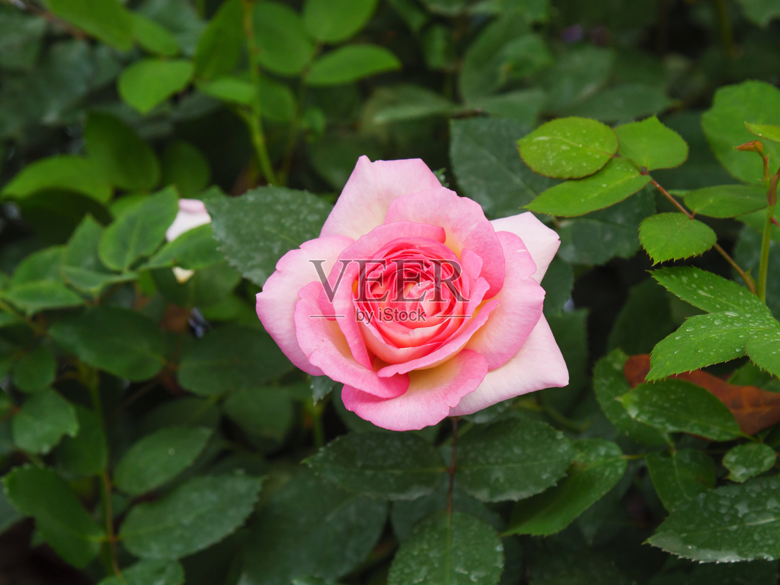 近景拍摄盛开的新鲜自然的玫瑰花对着绿色草地选择焦点浅景深照片摄影图片