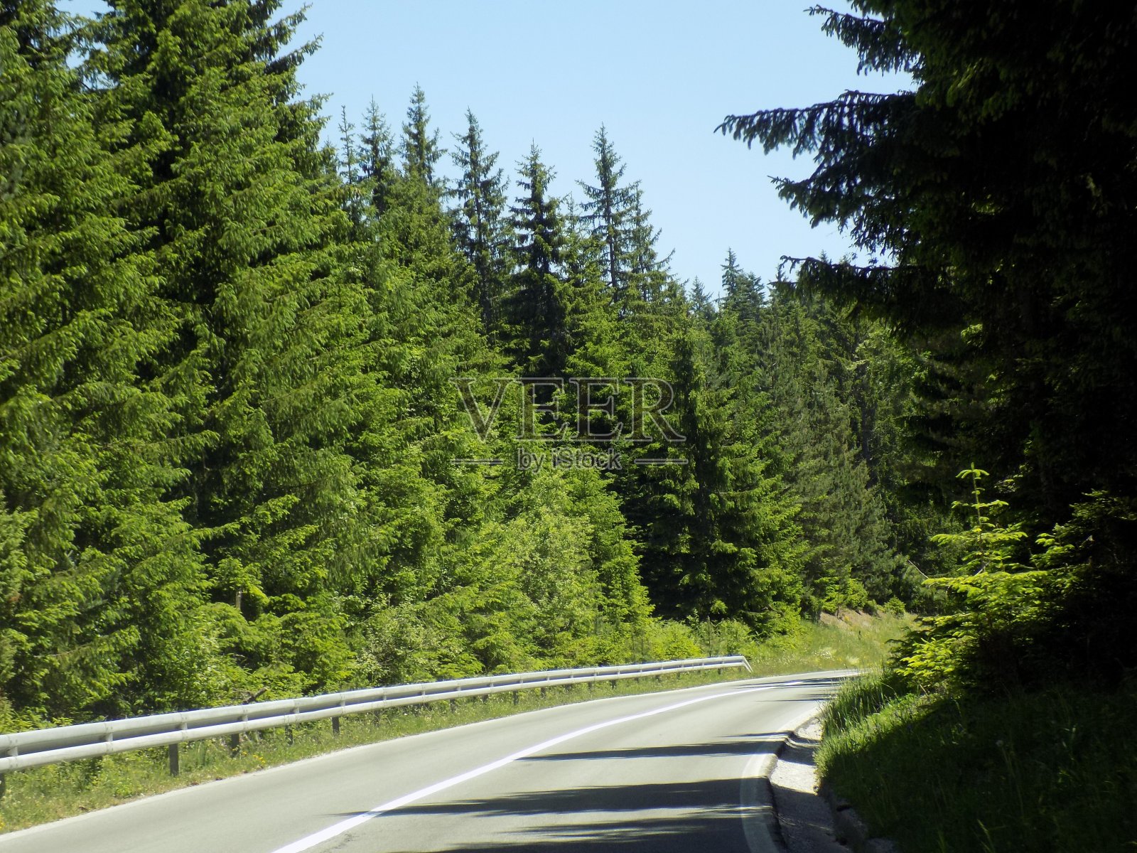 在夏天穿过树林照片摄影图片