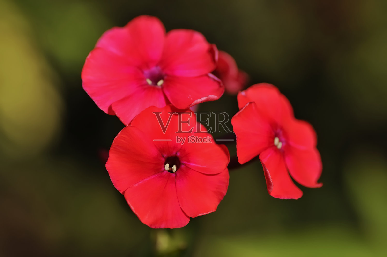 德夹竹桃(通常为一年生德夹竹桃或德夹竹桃)照片摄影图片