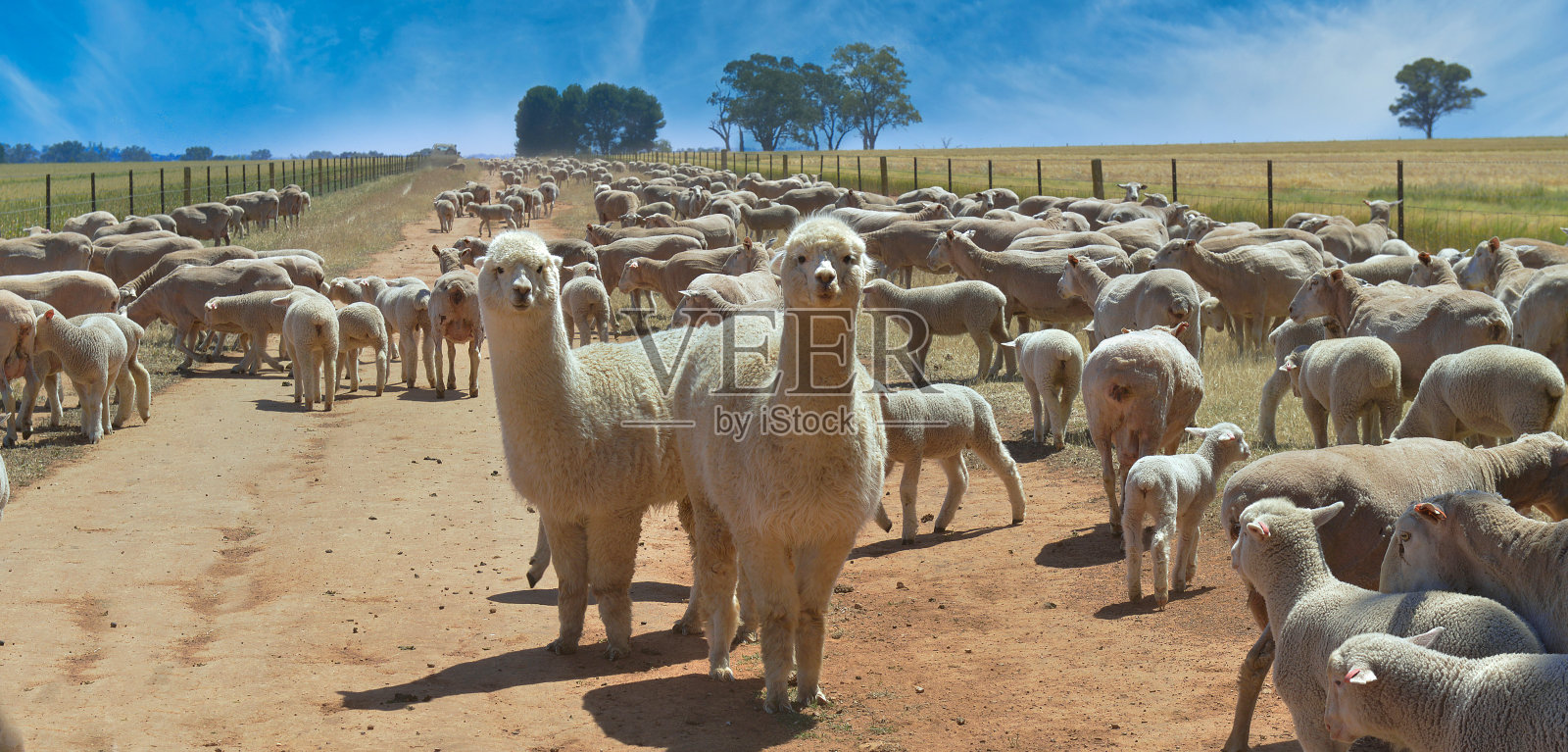 羊驼和美利奴羊。照片摄影图片