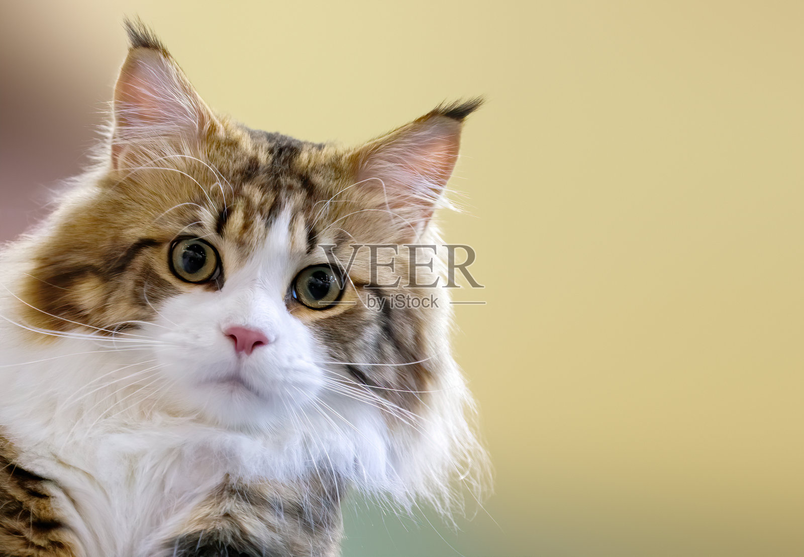 猫照片摄影图片