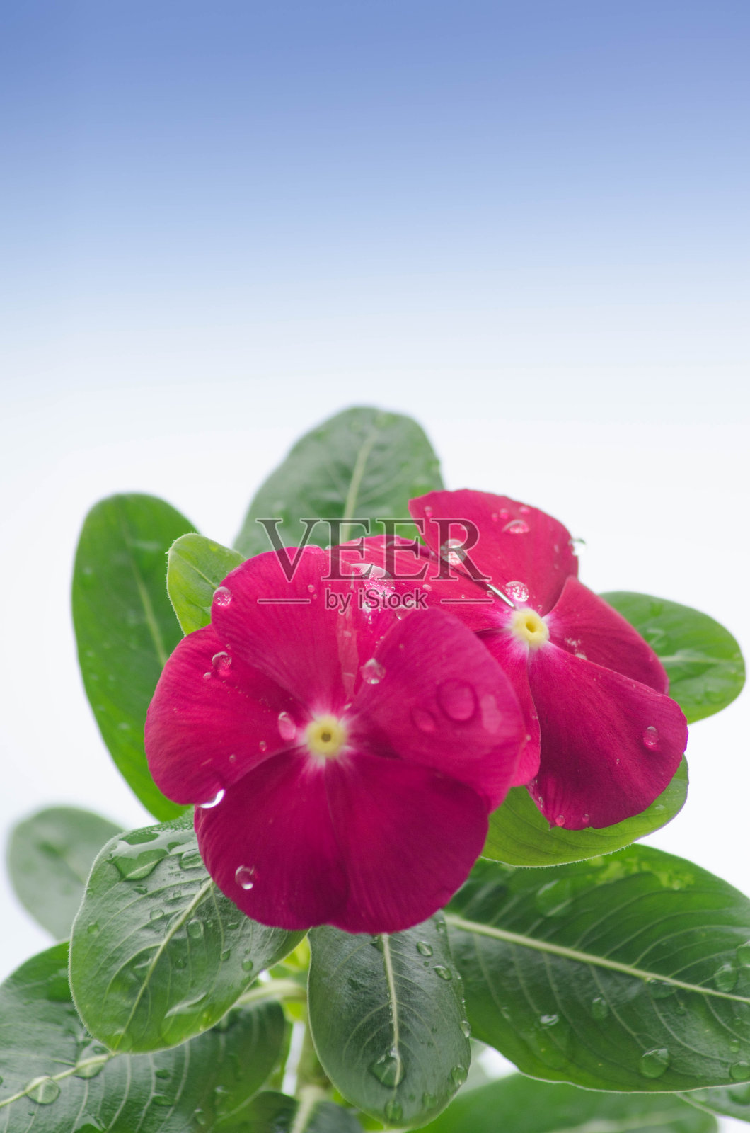 带露珠的花照片摄影图片