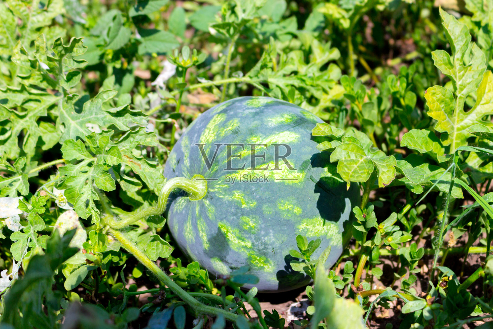近距离观察在阳光下生长在菜园里的新鲜成熟的西瓜照片摄影图片