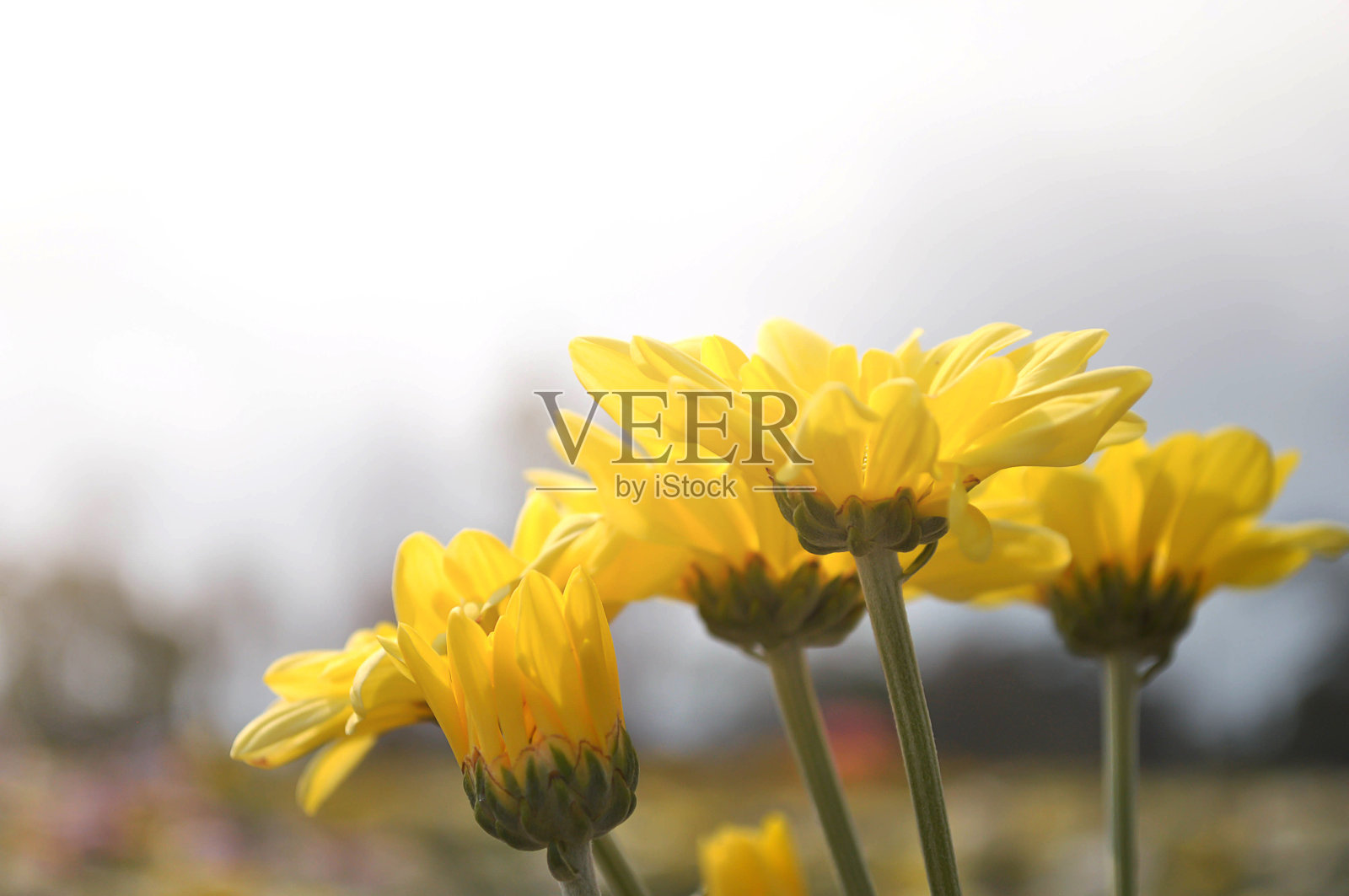 黄色的菊花在阳光的照射下如此美丽照片摄影图片