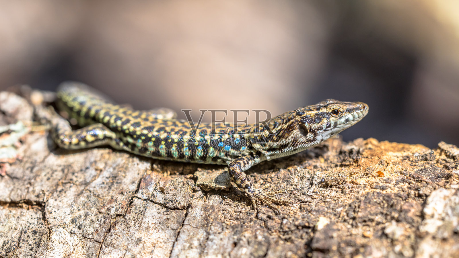 伊特鲁里亚壁虎照片摄影图片