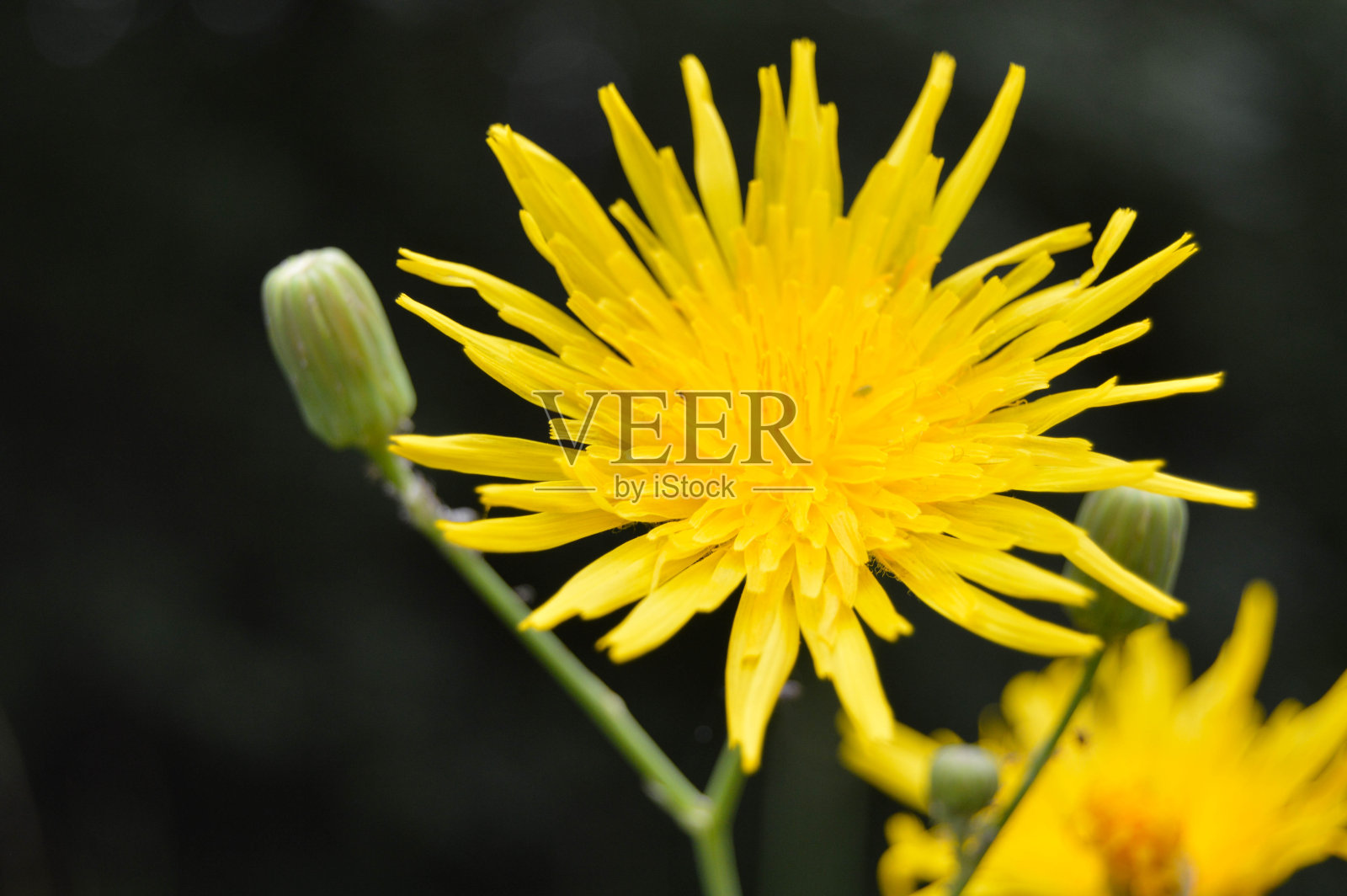 蒲公英黄色照片摄影图片