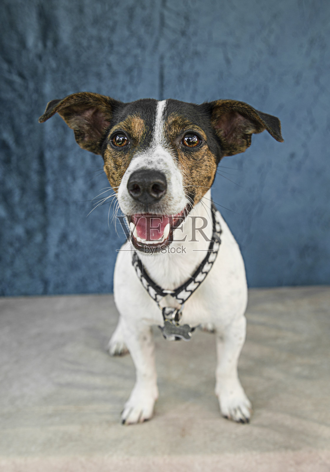 可爱和有趣的狗肖像照片的杰克罗素梗照片摄影图片