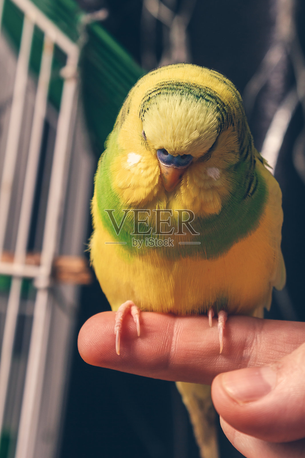 一只家养鹦鹉停留在手指上照片摄影图片