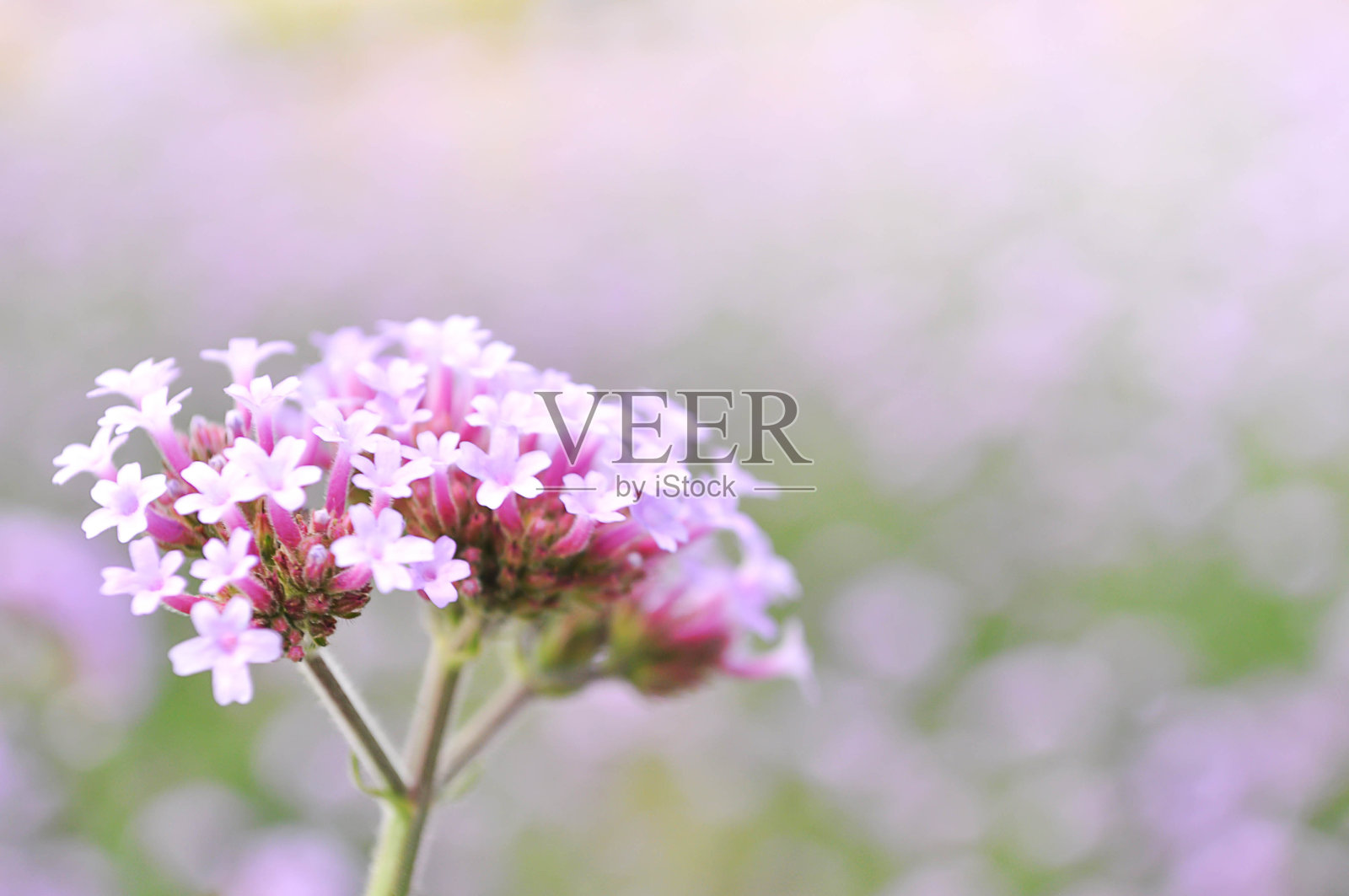 花园里美丽的马鞭草花照片摄影图片