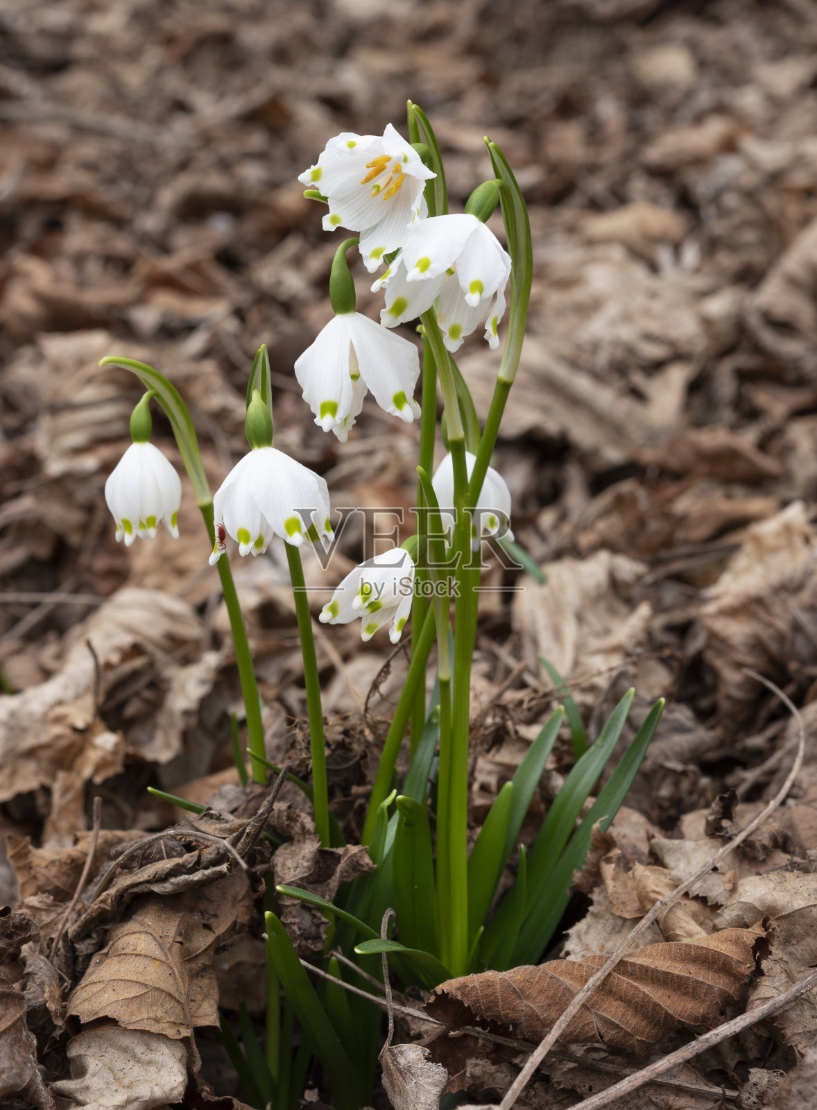 白色的花照片摄影图片