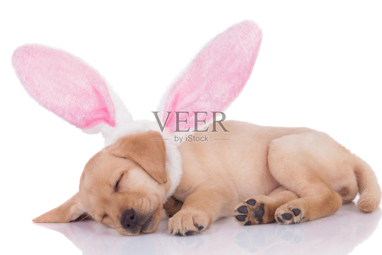 可爱的拉布拉多猎犬，白色背景上戴着兔子耳朵照片摄影图片
