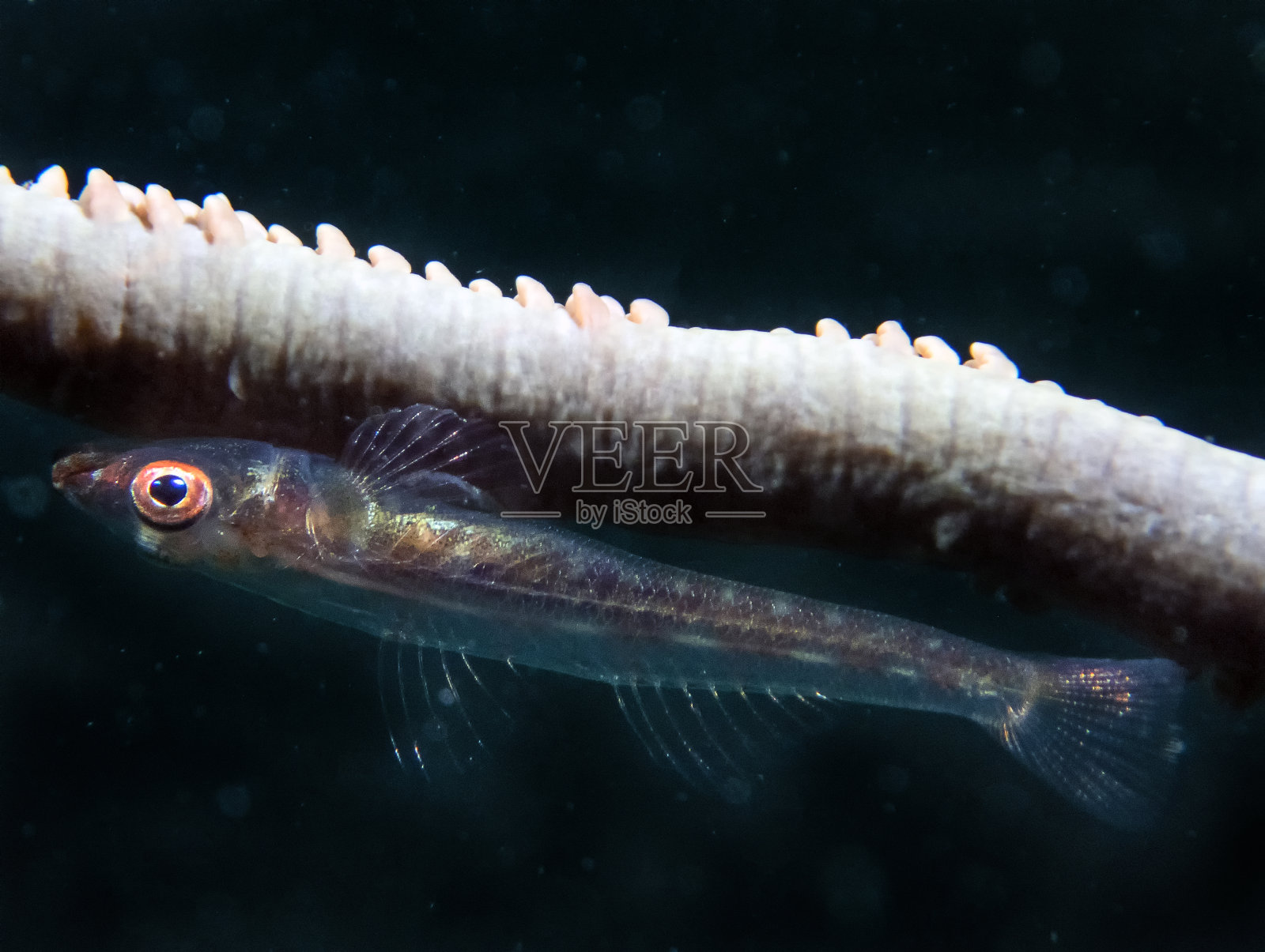 鞭状虾虎鱼照片摄影图片