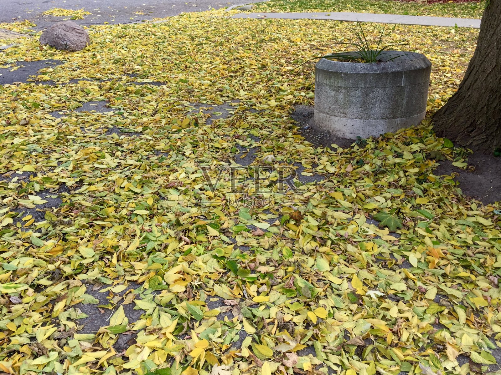 铺砌地面上落下的黄色树叶，旁边有树干和石制垃圾箱照片摄影图片