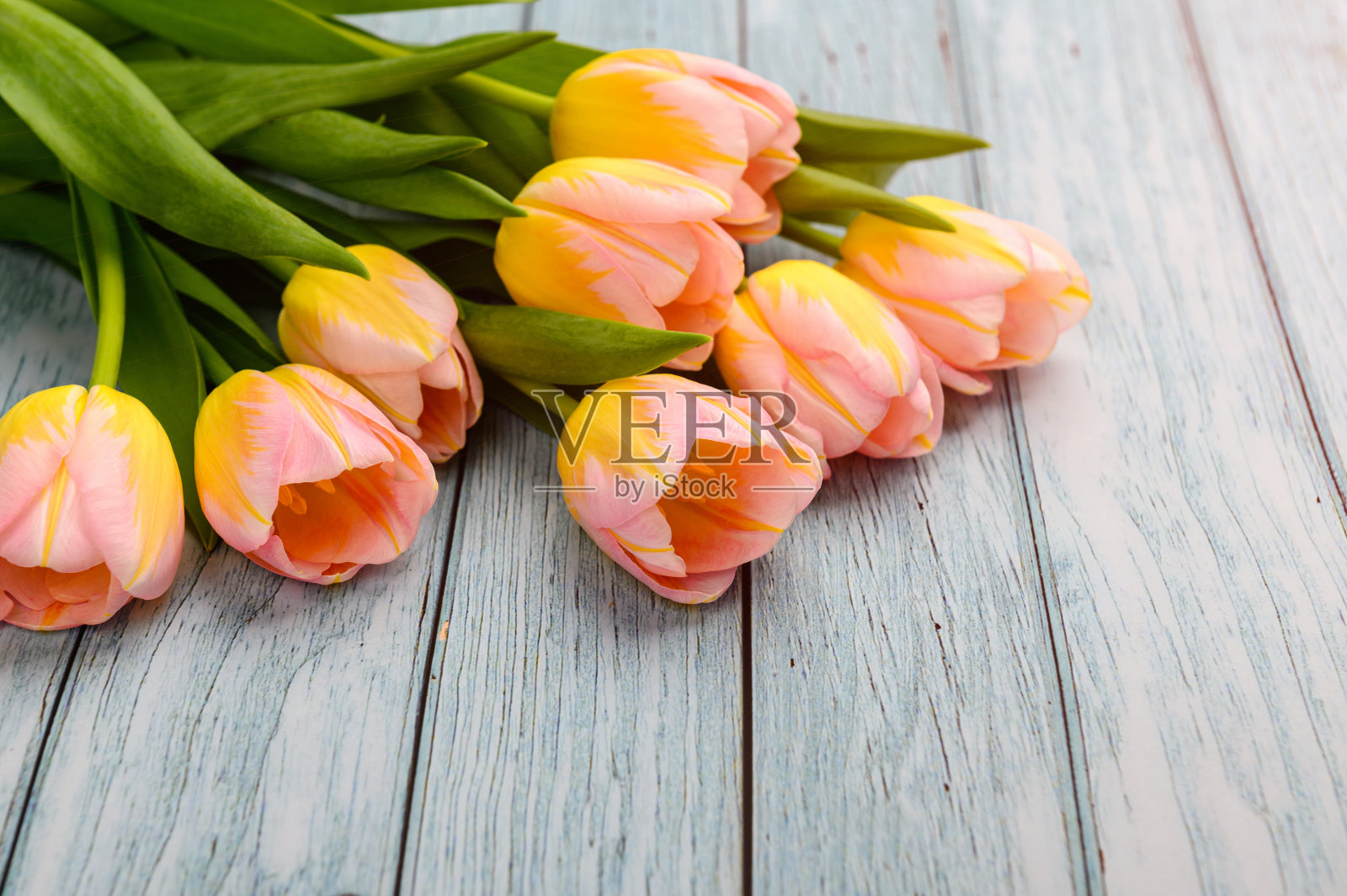 春天的背景。彩色的盛开的郁金香在一个木制的背景。副本的空间。照片摄影图片