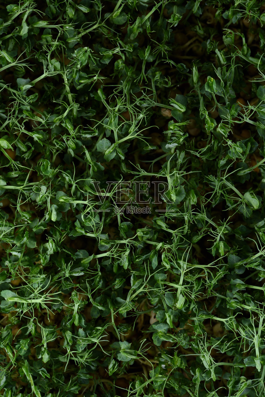 微型绿色食品或超级食品概念。豌豆泉纹理背景照片摄影图片