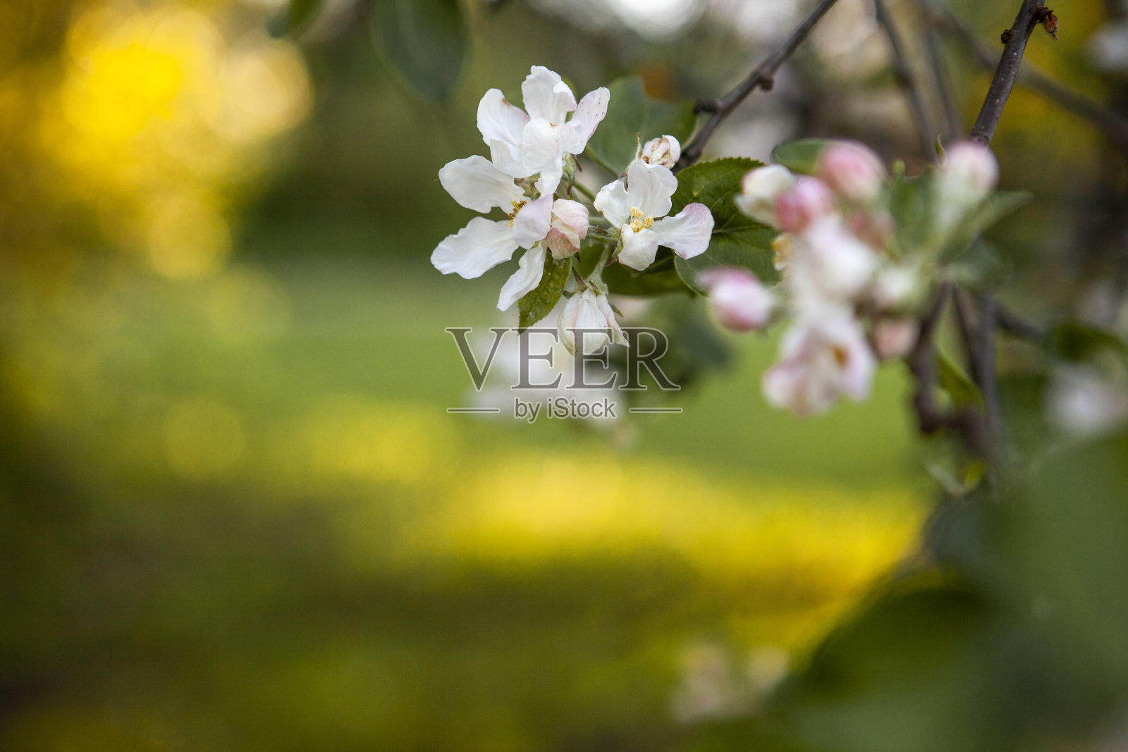 盛开的苹果树照片摄影图片