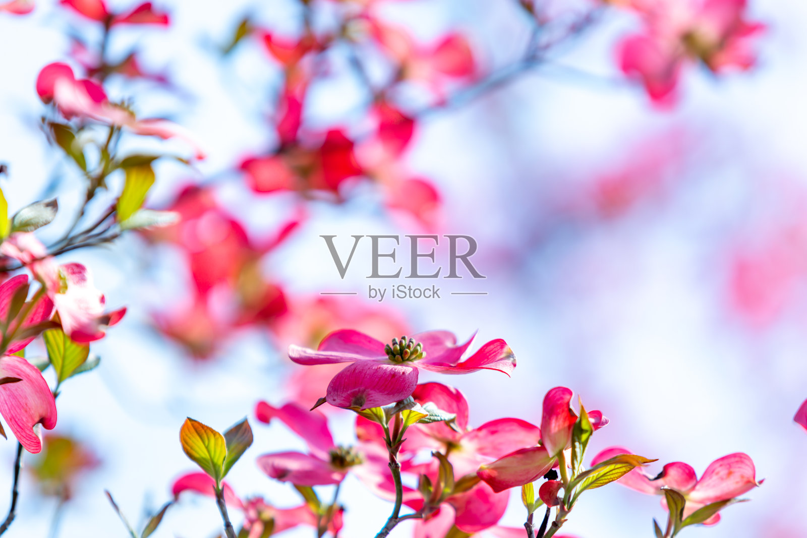 山茱萸盛开照片摄影图片