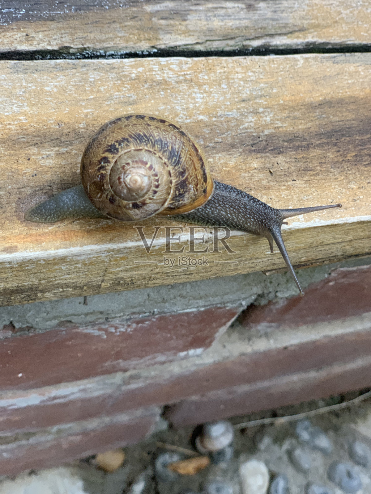 蜗牛照片摄影图片