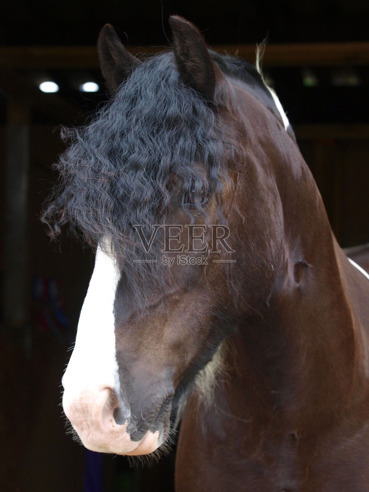吉普赛穗轴头像照片摄影图片