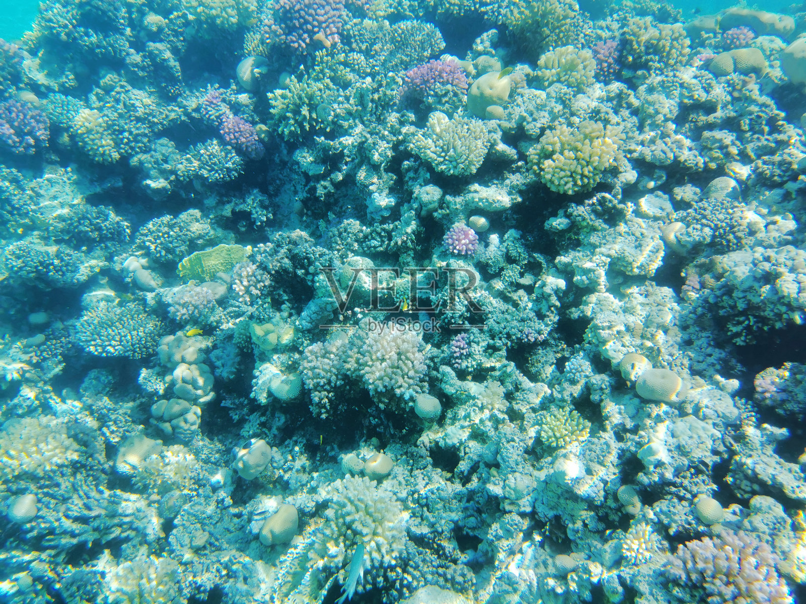 红海中的珊瑚礁照片摄影图片