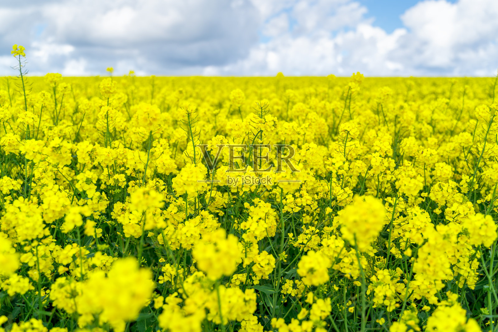 瑞典蔚蓝的天空映衬着黄色的油菜田照片摄影图片