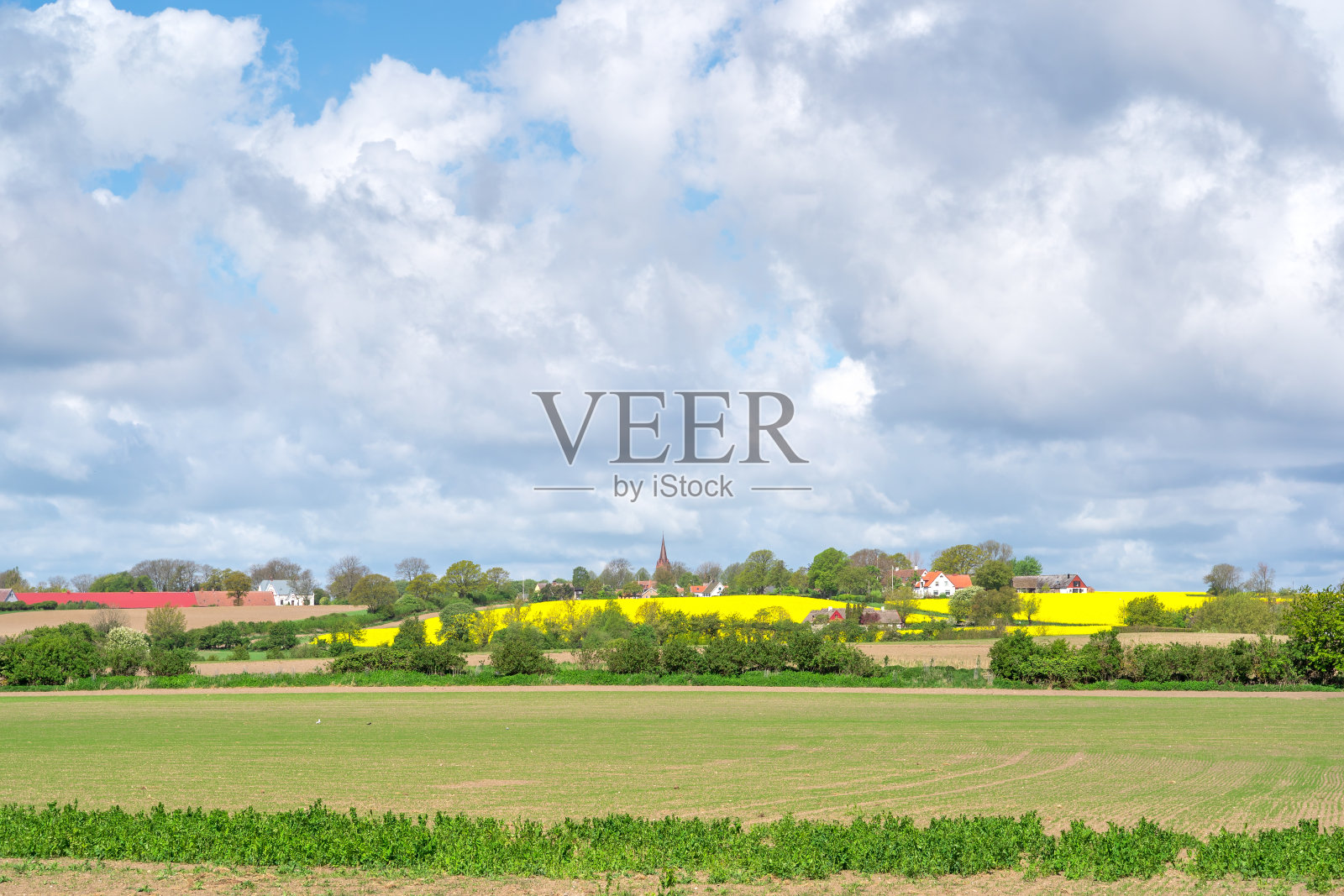 瑞典南部文岛的油菜籽田照片摄影图片