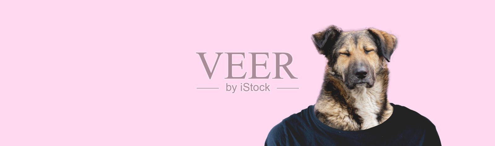 人身狗头创意概念动物，在彩色背景上隔离照片摄影图片