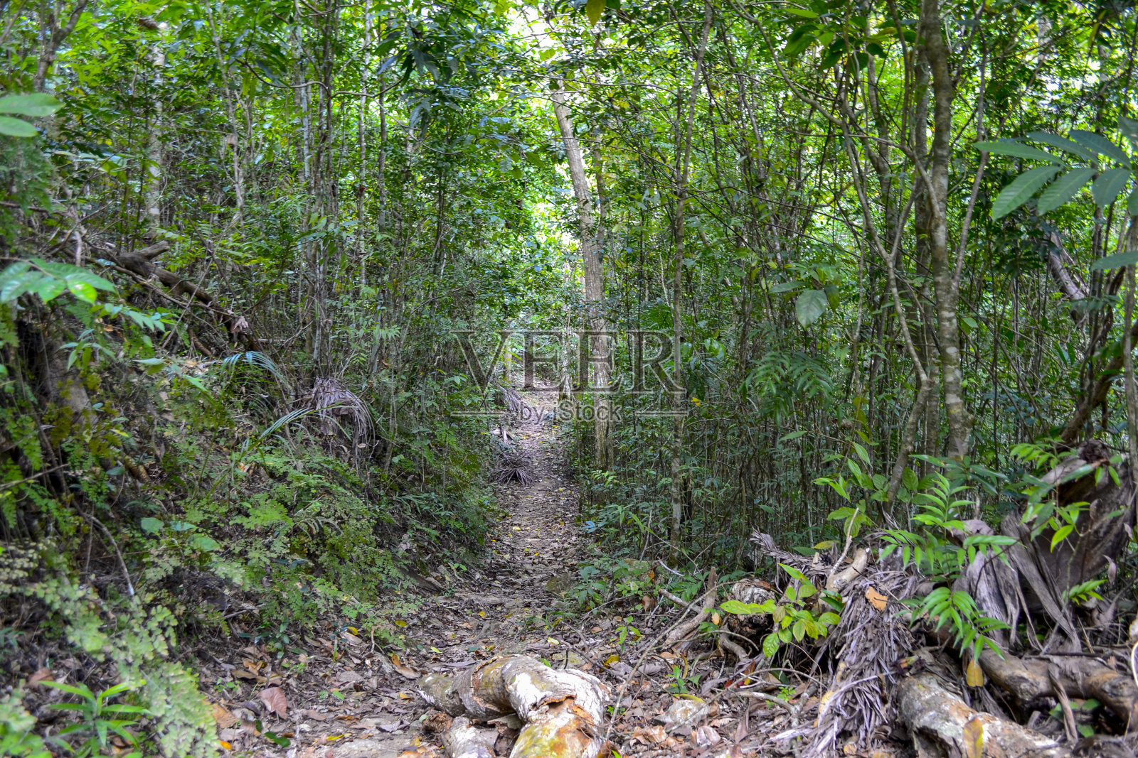 古巴拉斯特拉扎斯地区的森林徒步旅行路线照片摄影图片