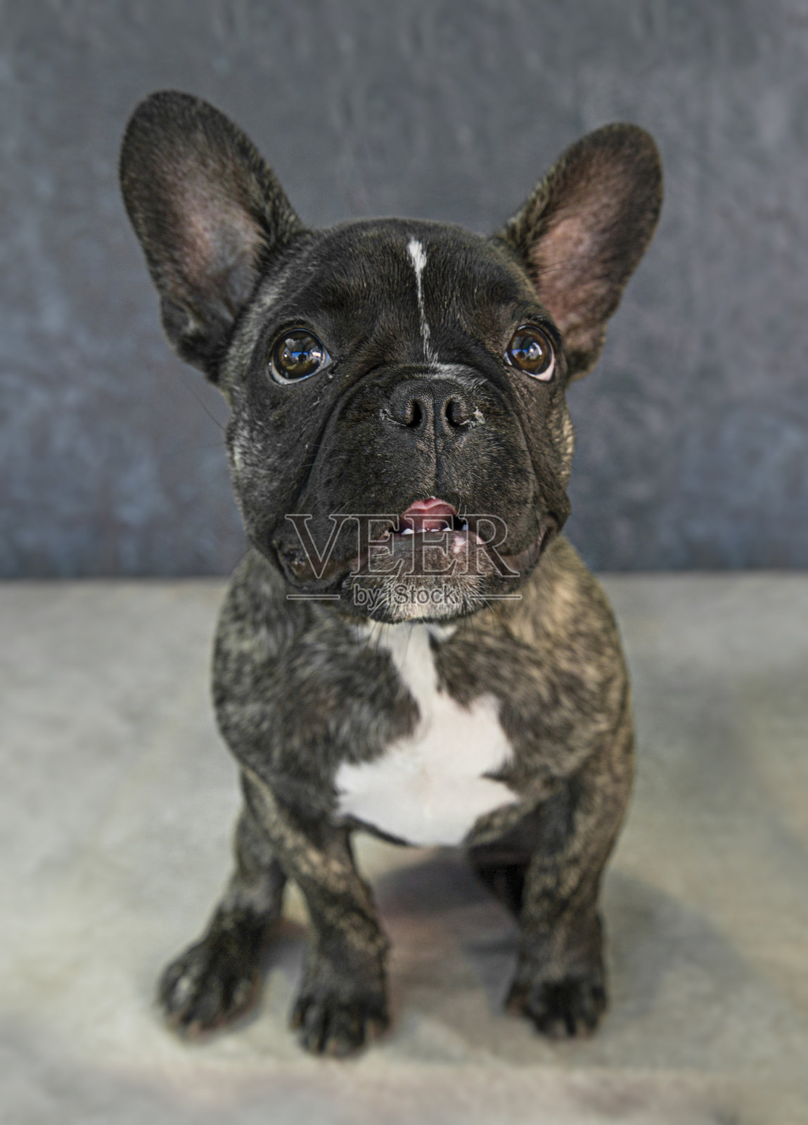可爱和有趣的狗肖像照片一个法国斗牛犬照片摄影图片