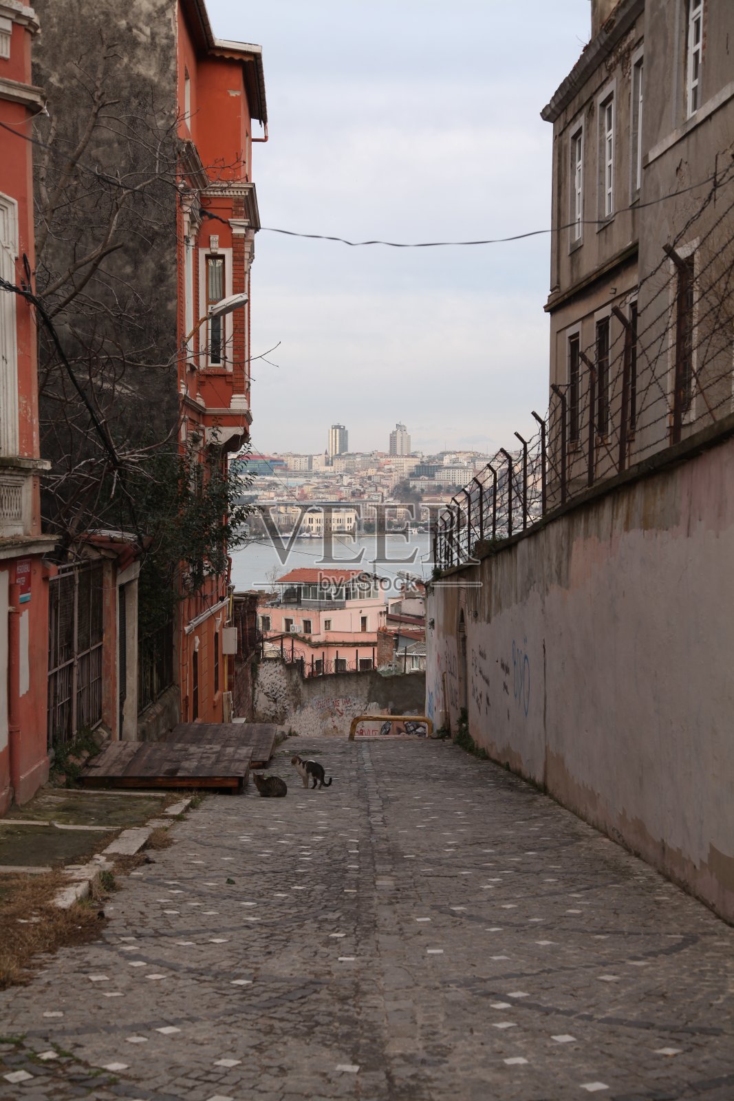 只流浪猫照片摄影图片