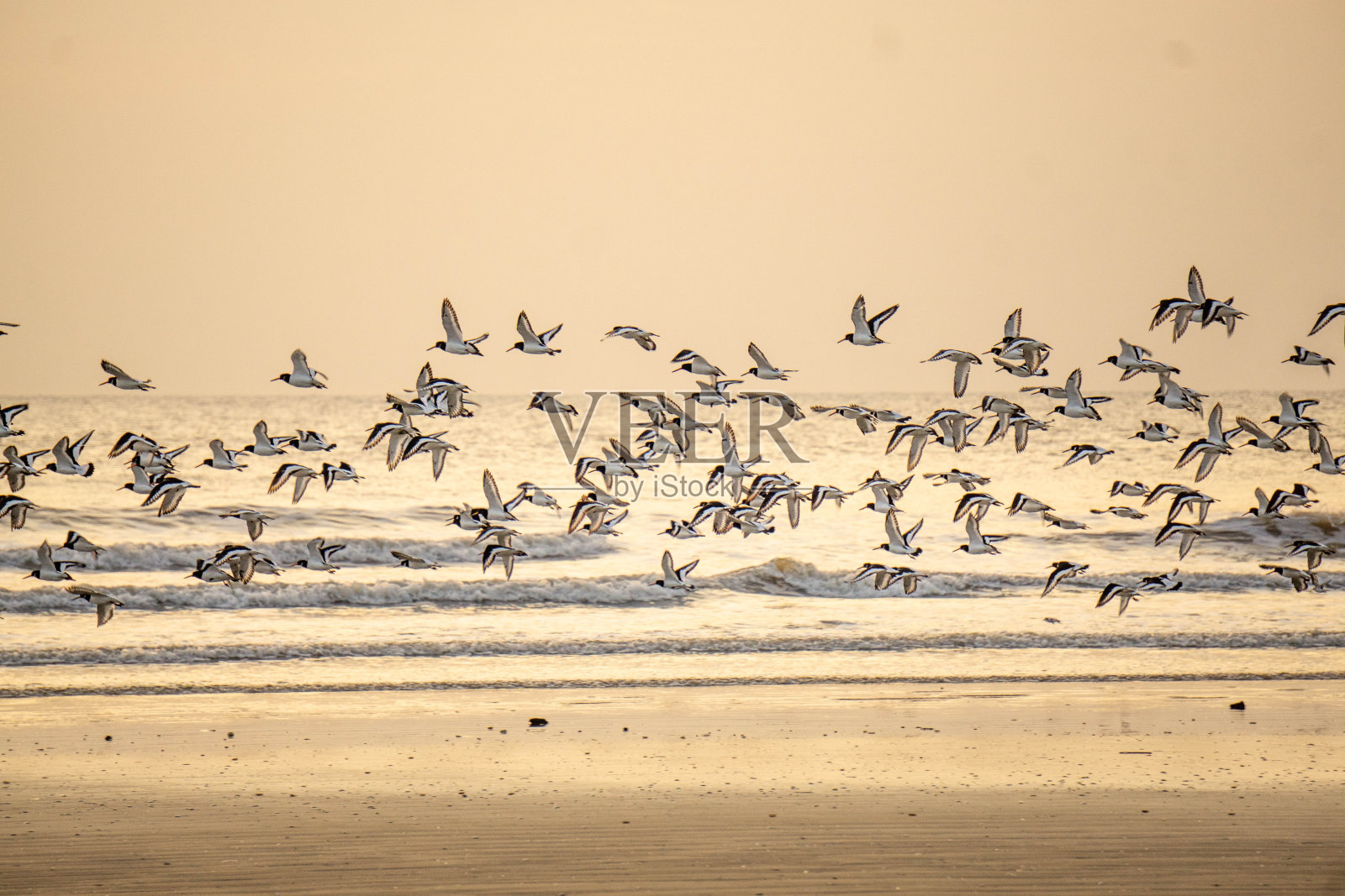 海鸟在沙滩上飞翔照片摄影图片