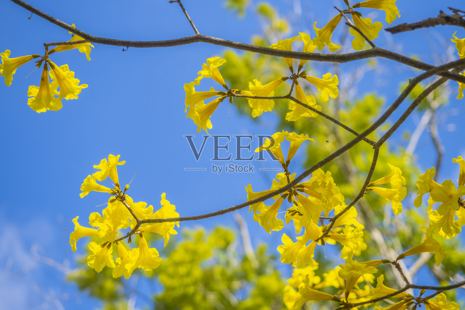 手花菊花与美丽的蓝天照片摄影图片