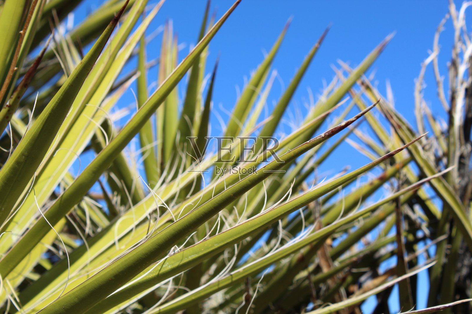 纤维状叶-约书亚树np - 021520 c照片摄影图片